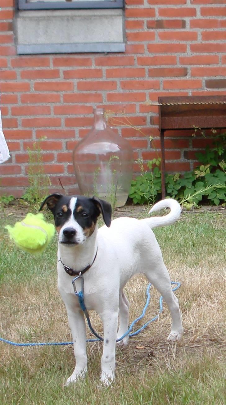 Dansk svensk gaardhund gustav:) - her er jeg billede 3