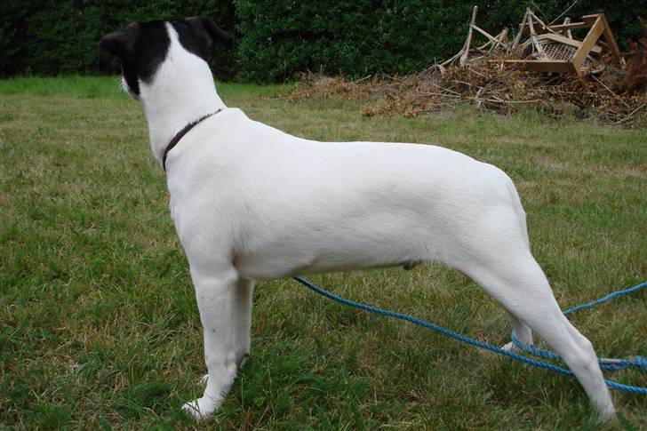 Dansk svensk gaardhund gustav:) - det er så mig der er gustav billede 4