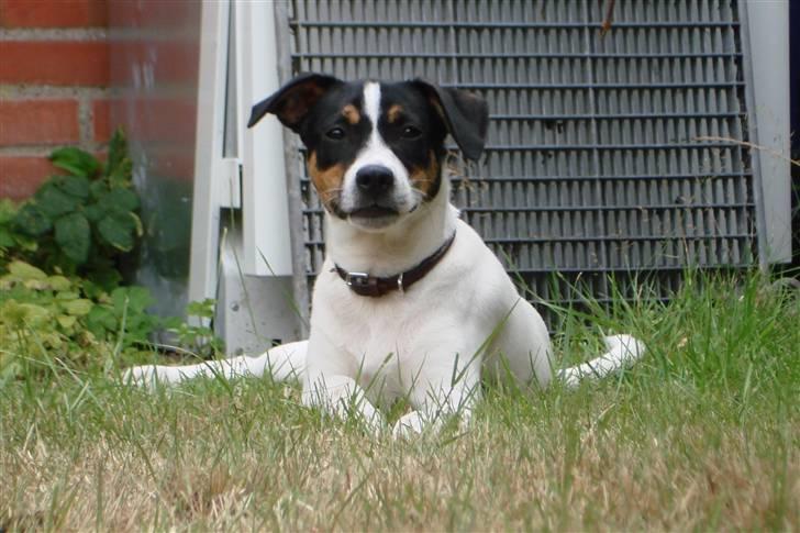 Dansk svensk gaardhund gustav:) - er jeg model billede 5