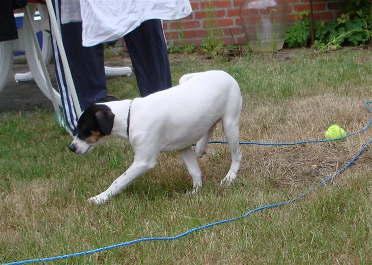 Dansk svensk gaardhund gustav:) - snuse snuse billede 6