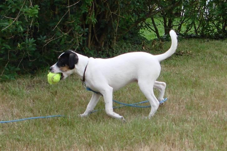 Dansk svensk gaardhund gustav:) - her kommer jeg med boldten billede 7