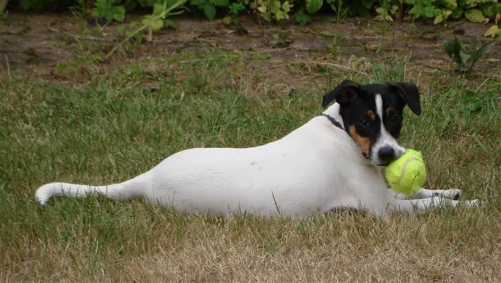 Dansk svensk gaardhund gustav:) - det er min:) billede 8