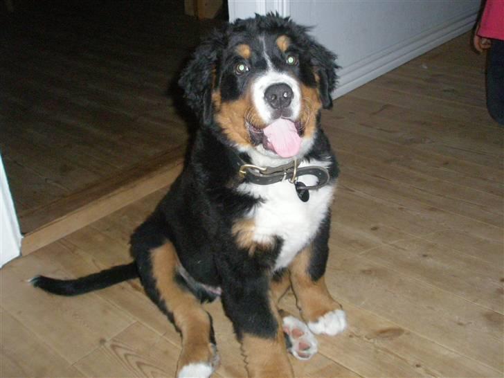 Berner sennenhund Bosco - Er jeg ikke bare en charmetrold...?? billede 1