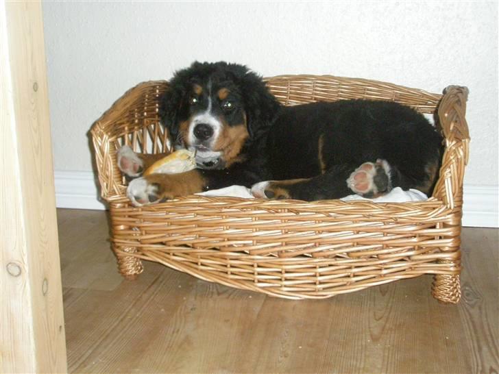 Berner sennenhund Bosco - Endelig blev Fifi´s kurv ledig!! billede 2