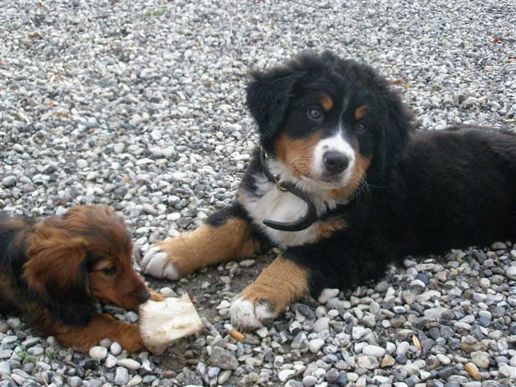 Berner sennenhund Bosco - Her ligger jeg og hygger mig med Mille billede 3