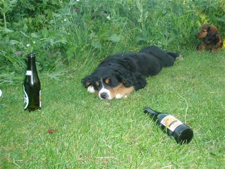 Berner sennenhund Bosco - Tak for i aften...! billede 4