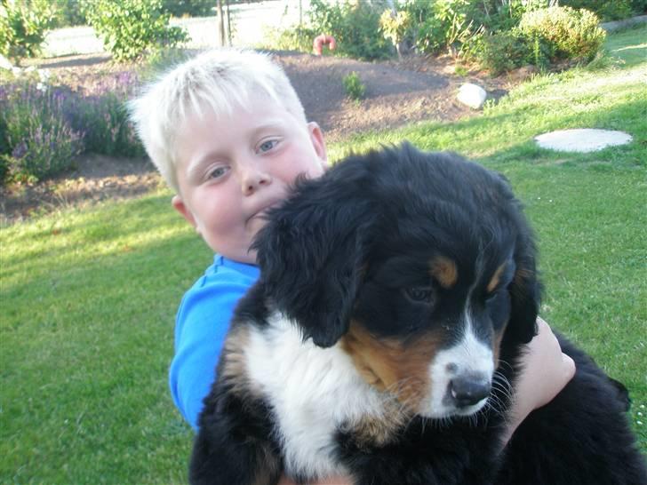 Berner sennenhund Bosco - Jeg er vidst blevet lidt for tung at bære på. billede 5