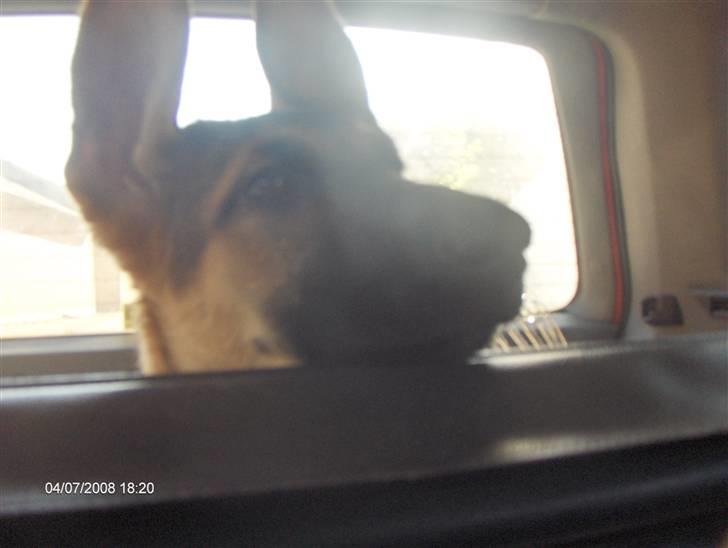 Schæferhund Chris<'3.. - jeg er trat af af køre.. billede 16