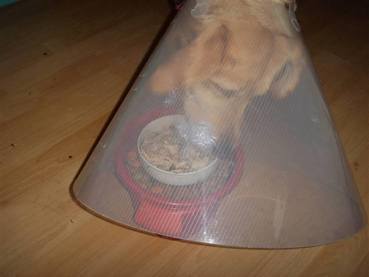 Blanding af racer Stella *RIP 25-11-10* billede 7