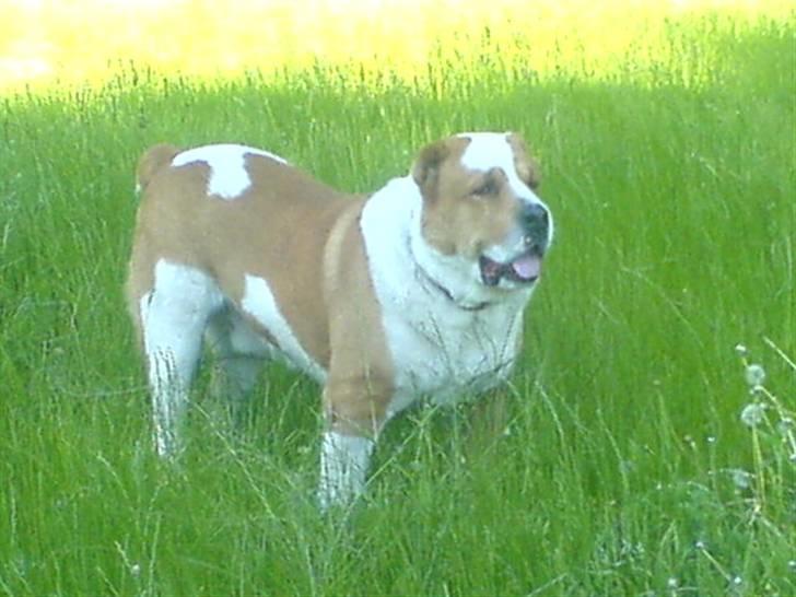 Central asiatisk Ovcharka R.I.P.GOLIAT LOVE YOU FOR - goliat kikker efter damer. billede 1