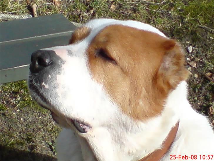 Central asiatisk Ovcharka R.I.P.GOLIAT LOVE YOU FOR - goliat sidder og kikker ud over havet. billede 2