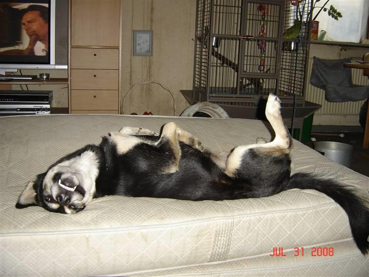 Blanding af racer Tiffany - Jeg er lige faldet i den vildeste søvn.... (billedet er taget d 31 Juli 2008) billede 17