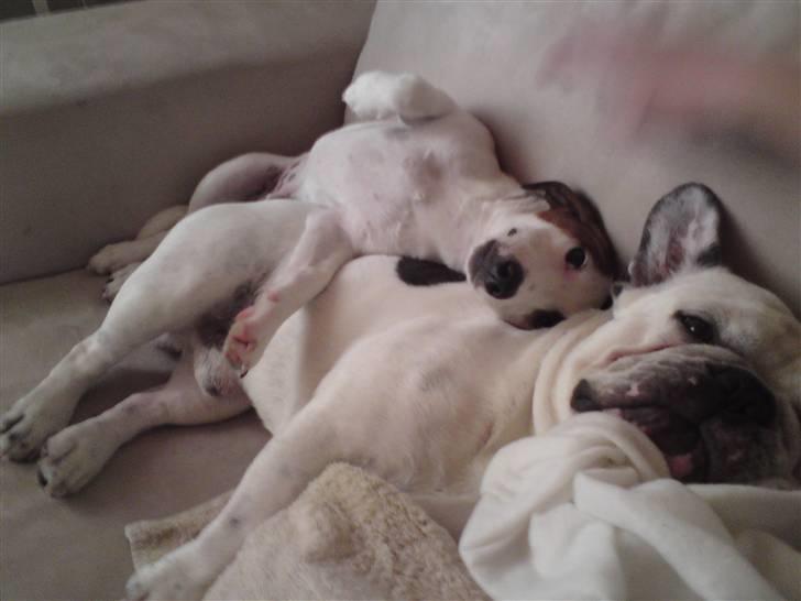 Blanding af racer <3 <3 Kejser <3 <3 - Mmm... Storebror er verdens bedste hovedpude......  billede 18