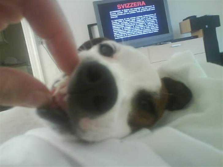 Blanding af racer <3 <3 Kejser <3 <3 - WHAAAAAT´s UUUUUUP............... billede 19