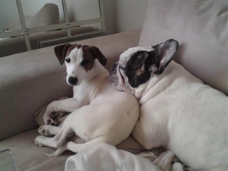 Blanding af racer <3 <3 Kejser <3 <3 - Storebror synes også jeg er en god hovedpude...... { Sshhh, TARK for besøget..... } billede 20