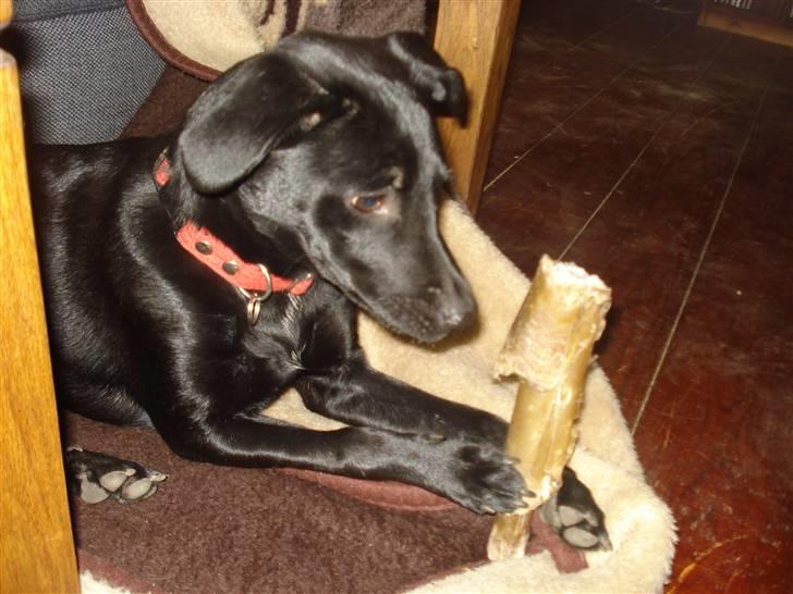 Blanding af racer Julius Von basse "Basse" - Mums tygger lige i ben. billede 5