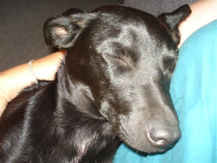 Blanding af racer Julius Von basse "Basse" - Putter lige hos min nye  mor. billede 7