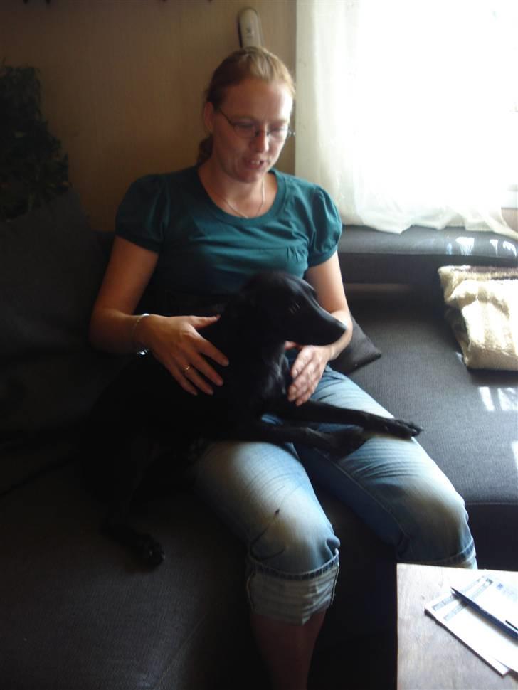 Blanding af racer Julius Von basse "Basse" - Ligger hos min nye mor. billede 8