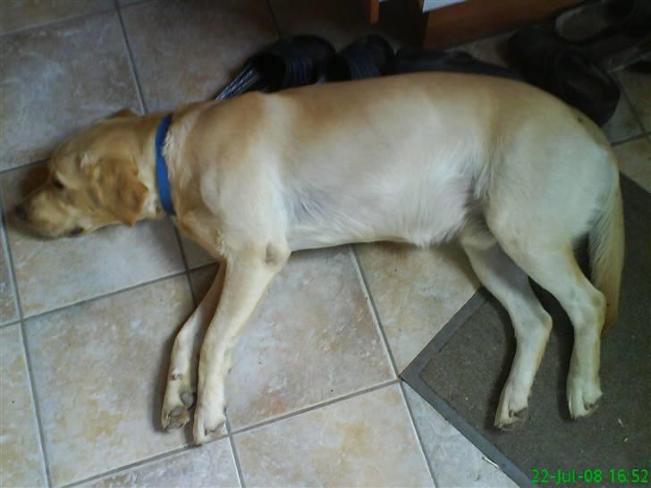 Labrador retriever King - nyt. se her jeg spiller lige død så kan det være jeg får en godbid:)  billede 16