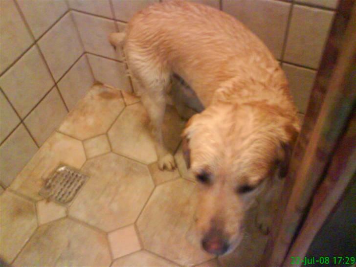 Labrador retriever King - nyt uhh jeg har lige været i bad det kan jeg ikk lide billede 17
