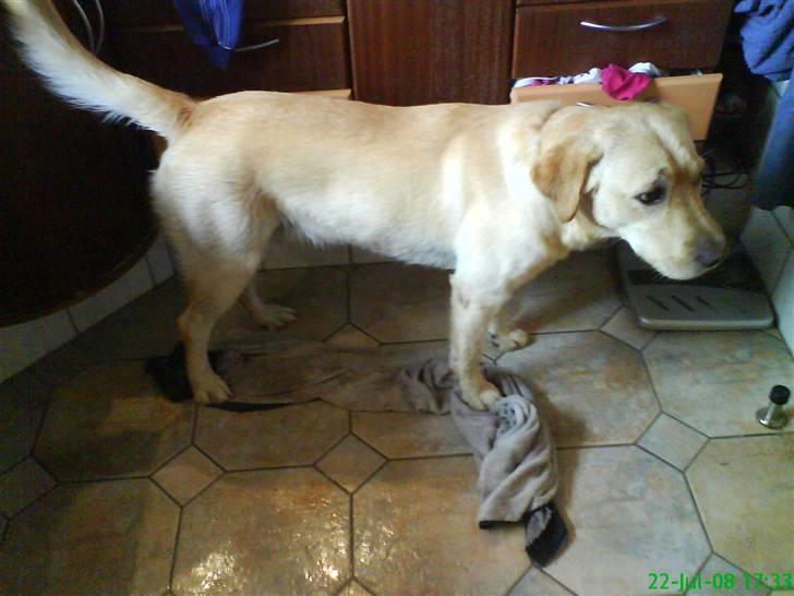 Labrador retriever King - nyt. nu har jeg været i bad og er nogelunde tør men gulvet er mega vødt det må louise tøre billede 18