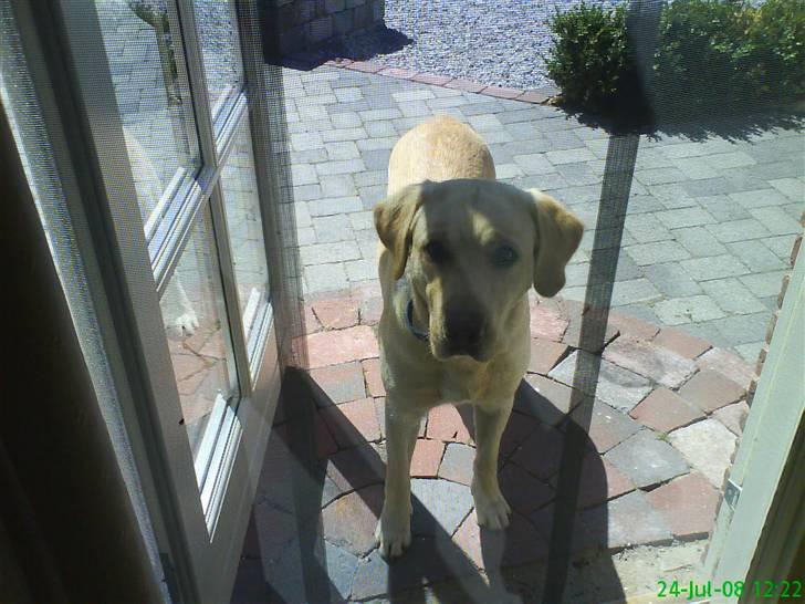 Labrador retriever King - nyt jeg vil altså gerne ind til jer gider ikke være her ude billede 19