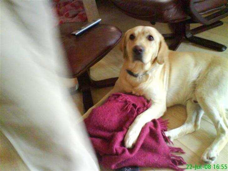 Labrador retriever King - nyt jeg elsker at ligge på tæpper billede 20