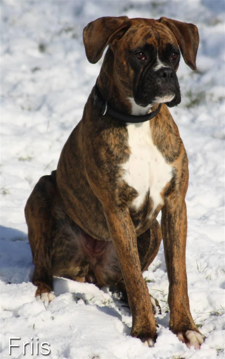 Boxer Coco Chanel - Sne-billede billede 15