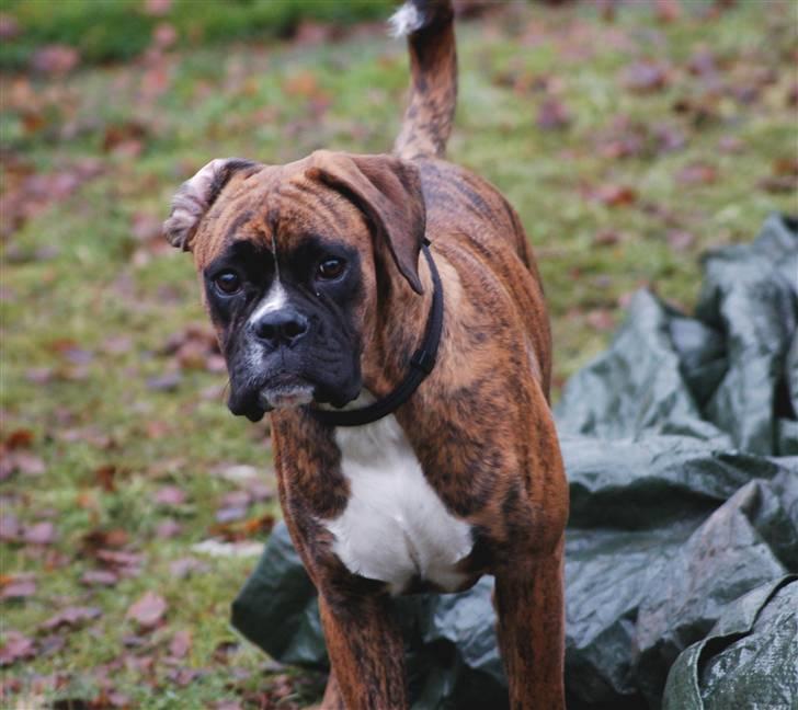 Boxer Coco Chanel - 16. december . billede 16