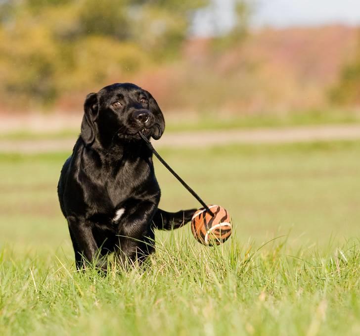 Labrador retriever Kaido  (Hvil i fred, smukke pige) billede 16