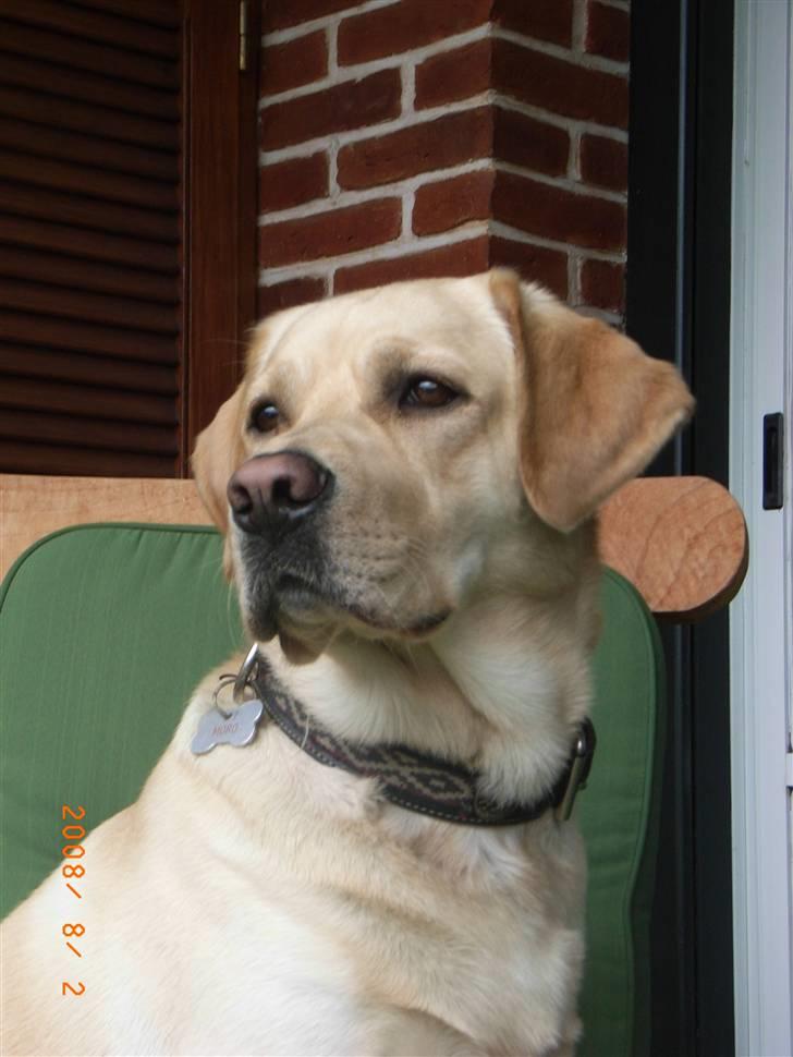 Labrador retriever Moro - Min dejlige Moro! <3 billede 1