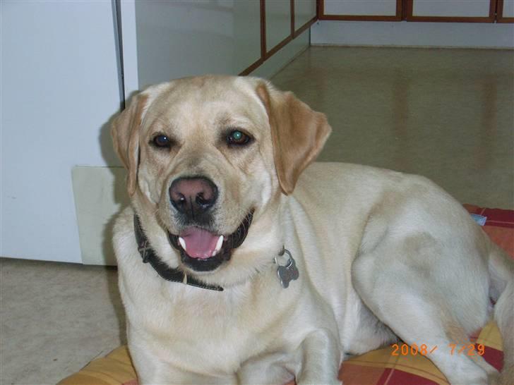 Labrador retriever Moro - Moro havde lige fået en ny pude... billede 2