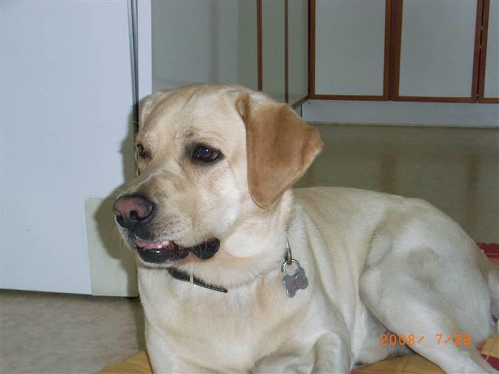 Labrador retriever Moro - Moro holder øje med os alle sammen dagen lang! Og han skal nok sige til hvis han mener at vi gør noget forkert!!  billede 3