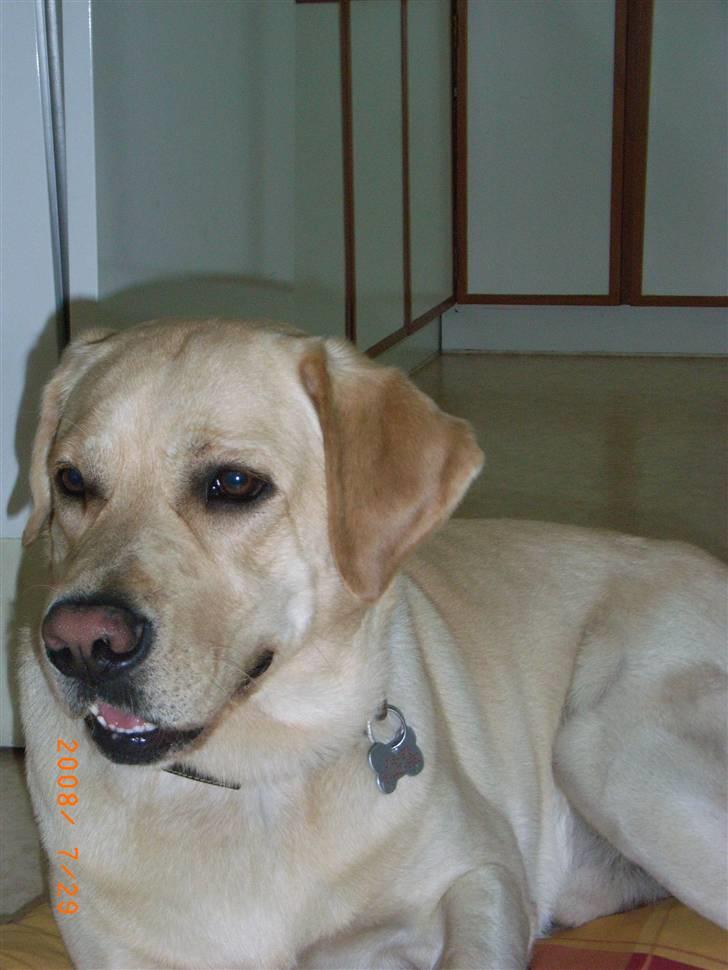 Labrador retriever Moro - Moro er da bare for dejlig!!!!! <3 billede 4