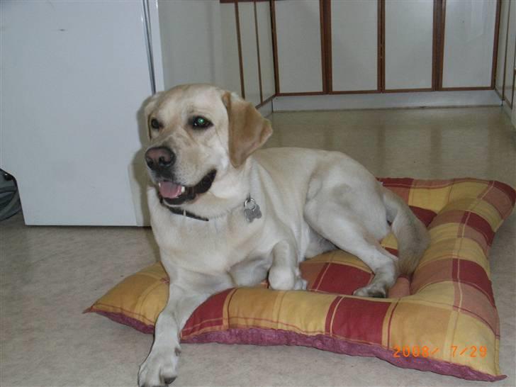 Labrador retriever Moro - Moro på sin ternede pude. billede 5