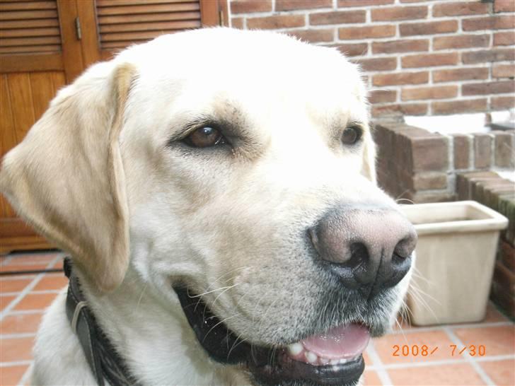 Labrador retriever Moro - Moro på terassen på en dejlig solskinsdag. billede 6