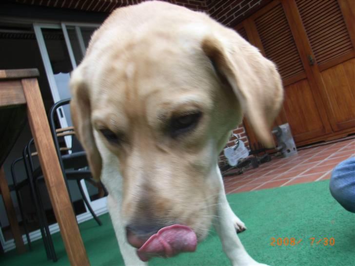 Labrador retriever Moro - Har Moro lige fået noget lækkert at spise, eller skulle han bare lige lufte tungen? Hehe!! XD billede 8