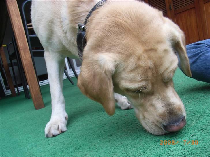 Labrador retriever Moro - Moro´s dybe rynker falder ned i øjnene på ham når han sænker hovedt. ;D billede 9