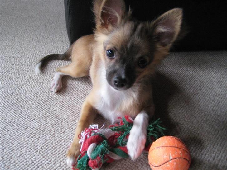 Blanding af racer Baloo billede 12