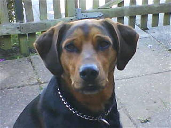 Blanding af racer Snøvsen (Mors hund) billede 1