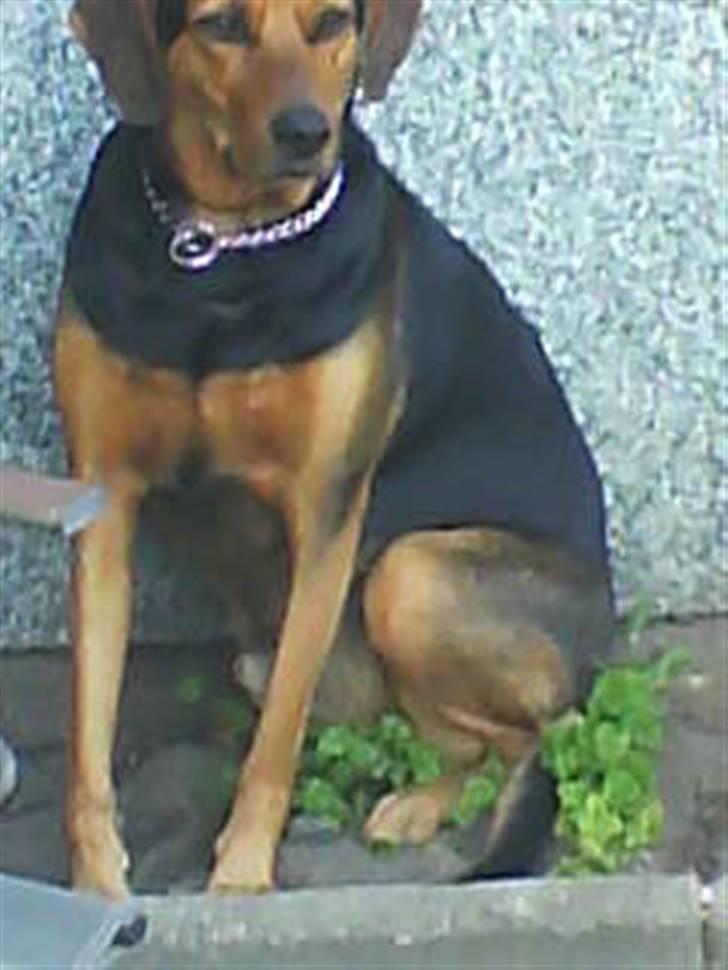 Blanding af racer Snøvsen (Mors hund) - "Jeg sidder slet ikke i persillebedet, og jeg gravede det sleeet ikke op bagefter." billede 2