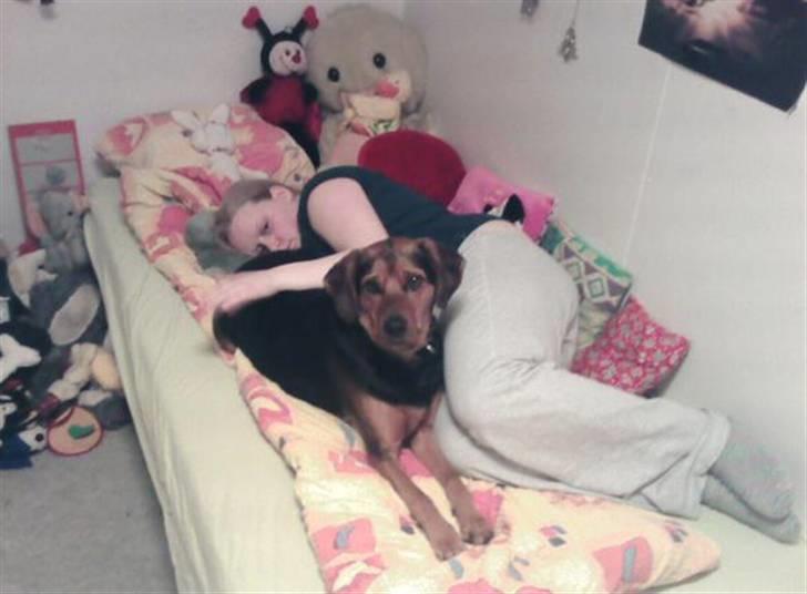 Blanding af racer Snøvsen (Mors hund) billede 3