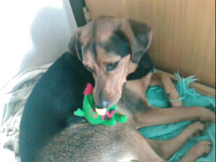 Blanding af racer Snøvsen (Mors hund) billede 4