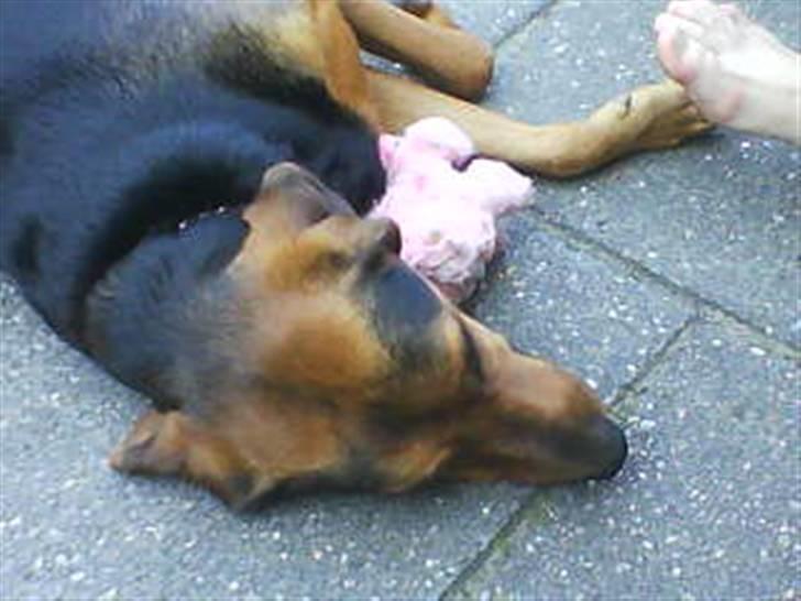 Blanding af racer Snøvsen (Mors hund) - Snøvsen og ´Løve´ er bedste venner :) <33 billede 5