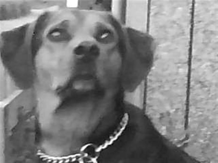 Blanding af racer Snøvsen (Mors hund) - Jeg ELSKER det her billede. billede 6