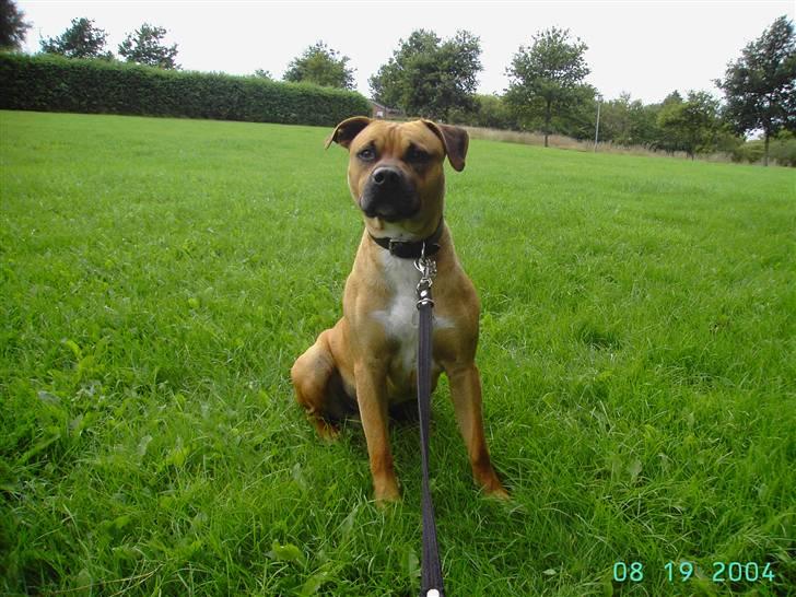 Amerikansk staffordshire terrier Cuda - Om det er en fender eller en bold kan vidst komme ud på det samme! billede 10