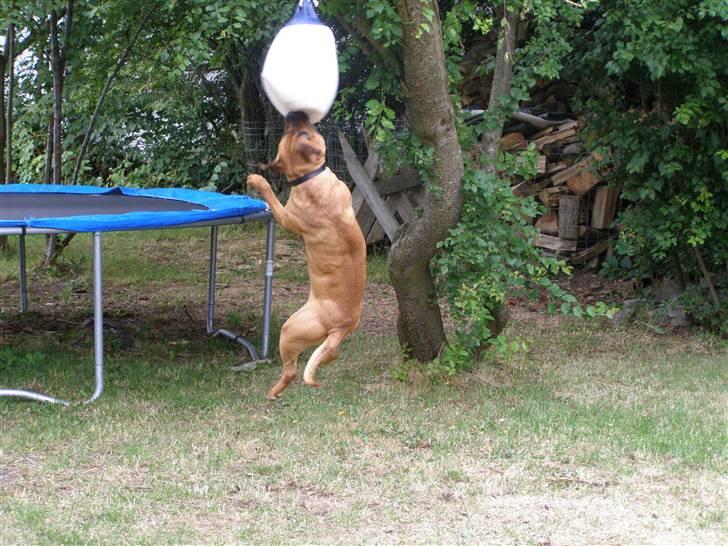 Amerikansk staffordshire terrier Cuda - Her er det tydeligt at se alle hans muskler! billede 11