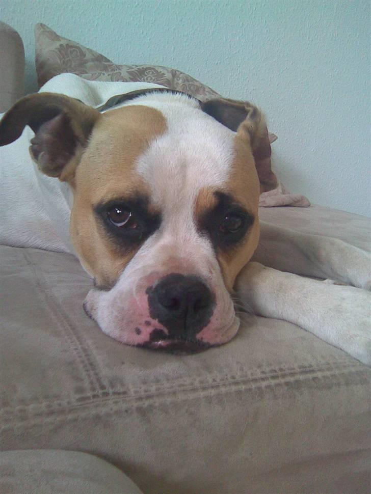 Amerikansk bulldog Molly - jeg keeeeeeeeeder mig billede 1