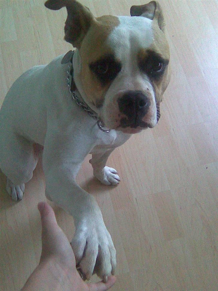 Amerikansk bulldog Molly - ja jeg kan give pote billede 2