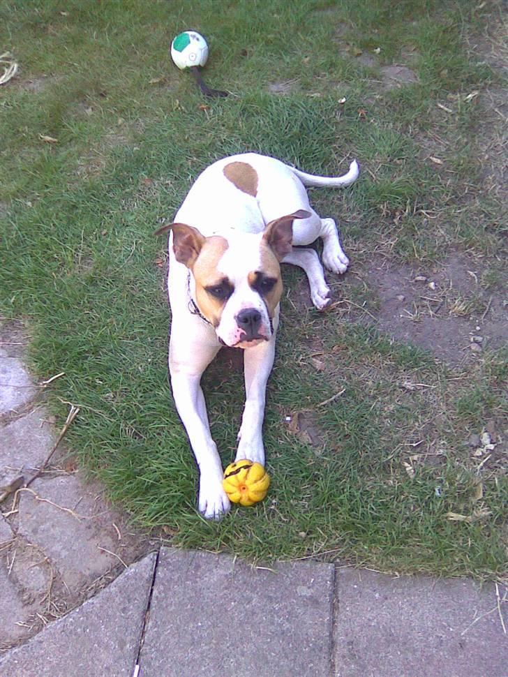 Amerikansk bulldog Molly - og jeg kan dække billede 3